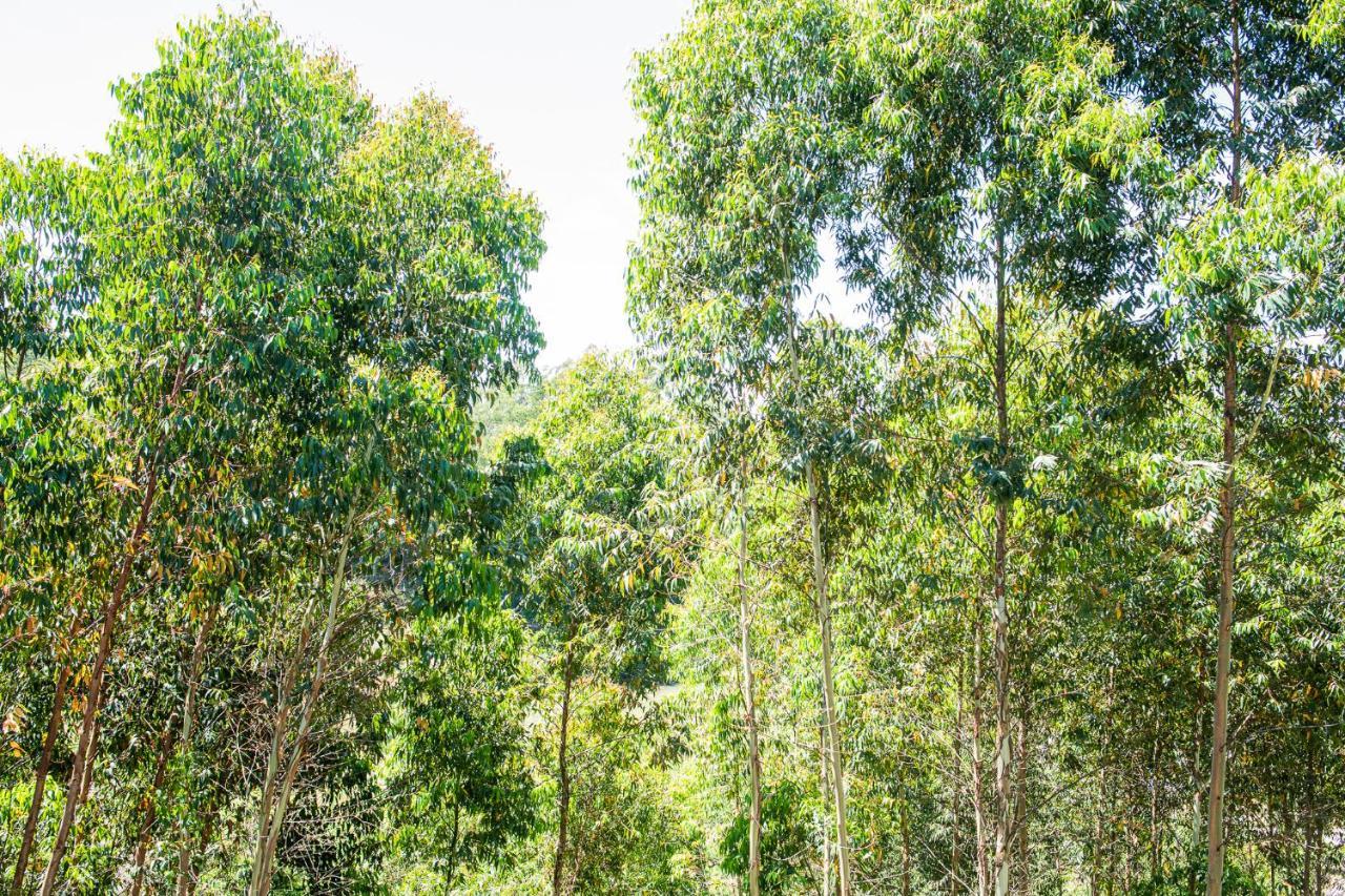 Casa Container Figo Em Meio A Natureza Na Serra Gaucha Flores da Cunha Bagian luar foto